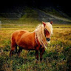 Meet your Posher, Trisha